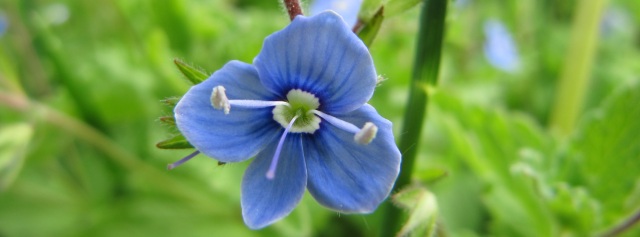 Veronica chamaedrys Veronica chamaedrys